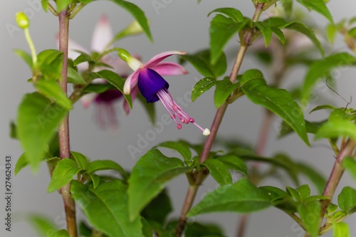 Macro photo of a blue and pink flower of a Fuchsia hybrid. © ChrWeiss