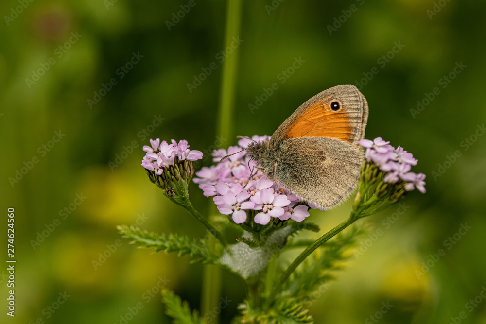 Obraz premium Nature