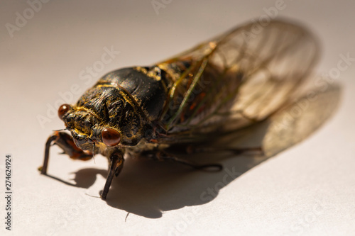Cicada is a genus of old world cicadas in the family Cicadidae, and the only member of the tribe Cicadini. 