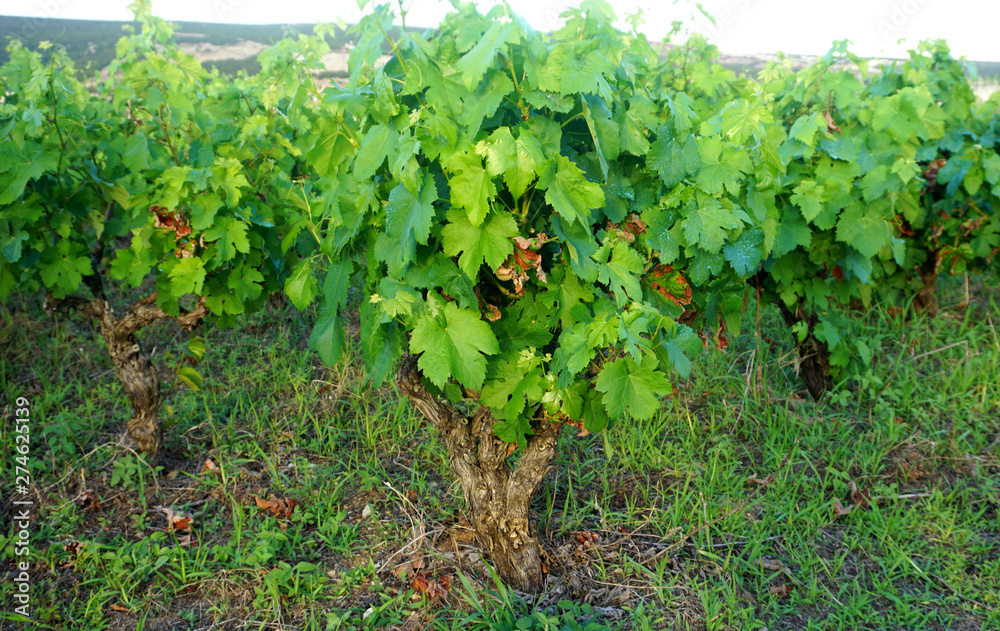 Vineyard with green leaves treating with copper sulfate