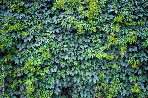 Green ivy background. Fresh green leaves texture © uladzimirzuyeu
