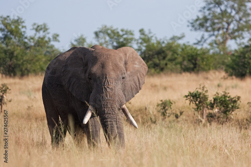 African bush elephant, loxodonta africana, Kruger national park © prochym