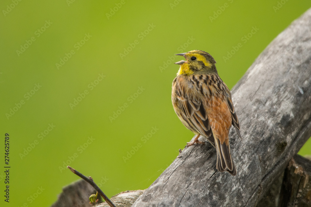 Fototapeta premium Yellowhammer (Emberiza citrinella). A singing bird on a beautiful green background. Polesie. Ukraine
