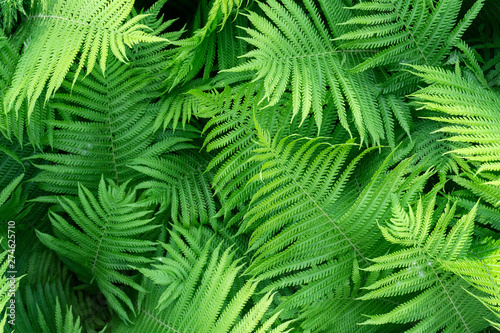 Green fern pattern background. Fresh green leaves texture