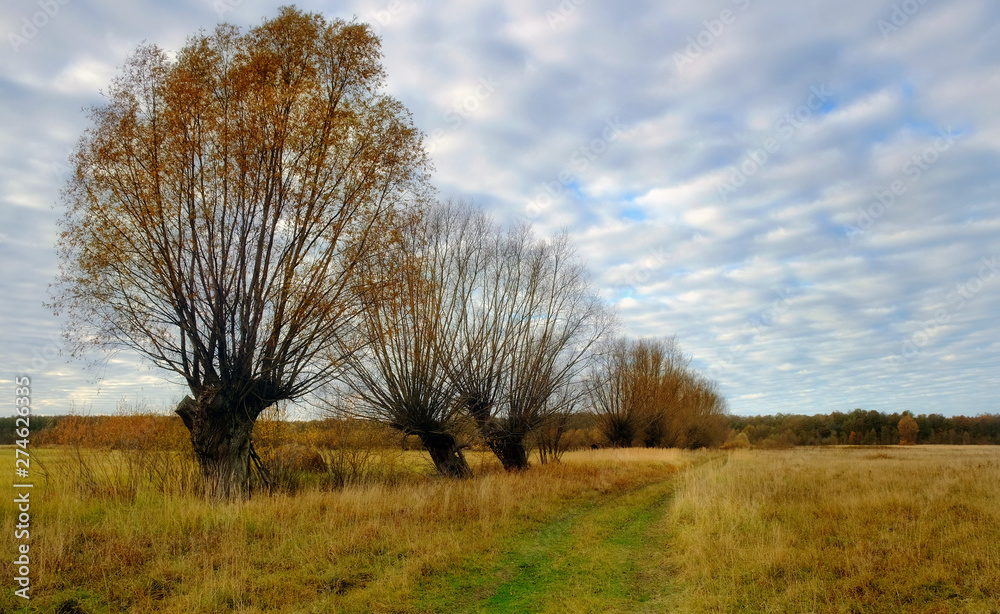 Country road to the forest