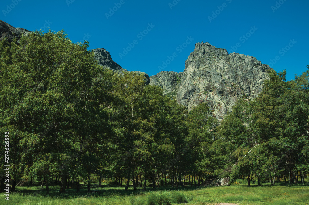 Landscape with rocky cliffs covered by bushes and forest