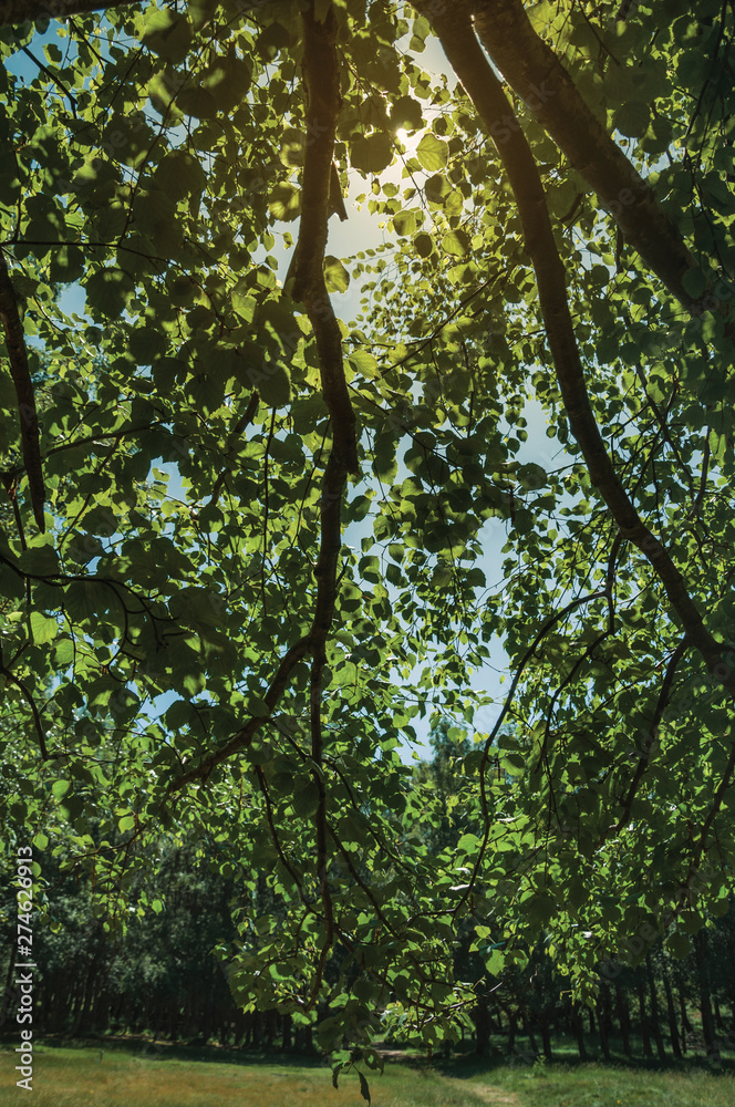 Fototapeta premium Branches full of green leaves on a forest in a sunny day