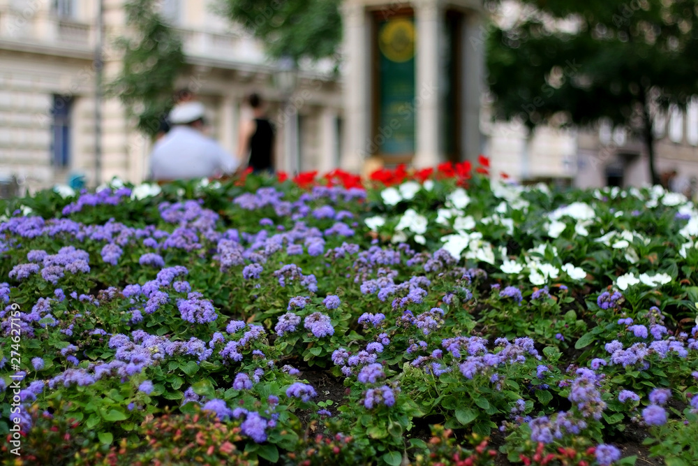Flowers in beautiful Zrinjevac park in central Zagreb, Croatia.