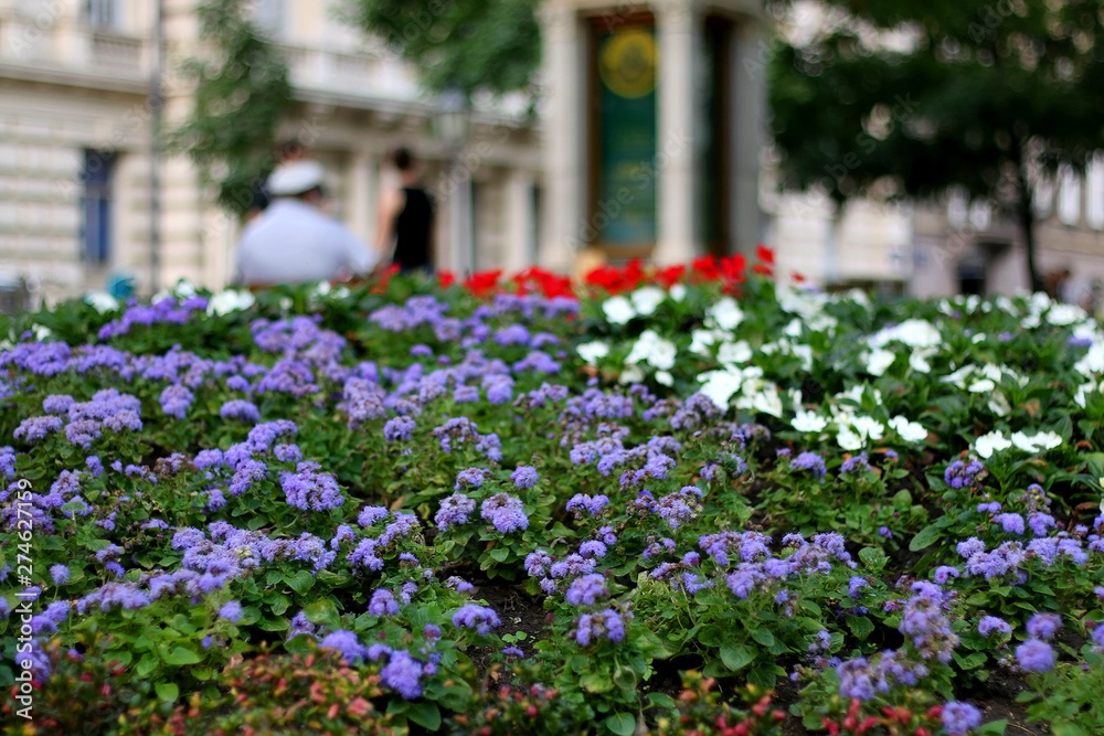 Flowers in beautiful Zrinjevac park in central Zagreb, Croatia. Flowers in beautiful Zrinjevac park in central Zagreb, Croatia.