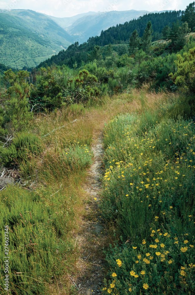 Path passing through hill covered by flowered bushes