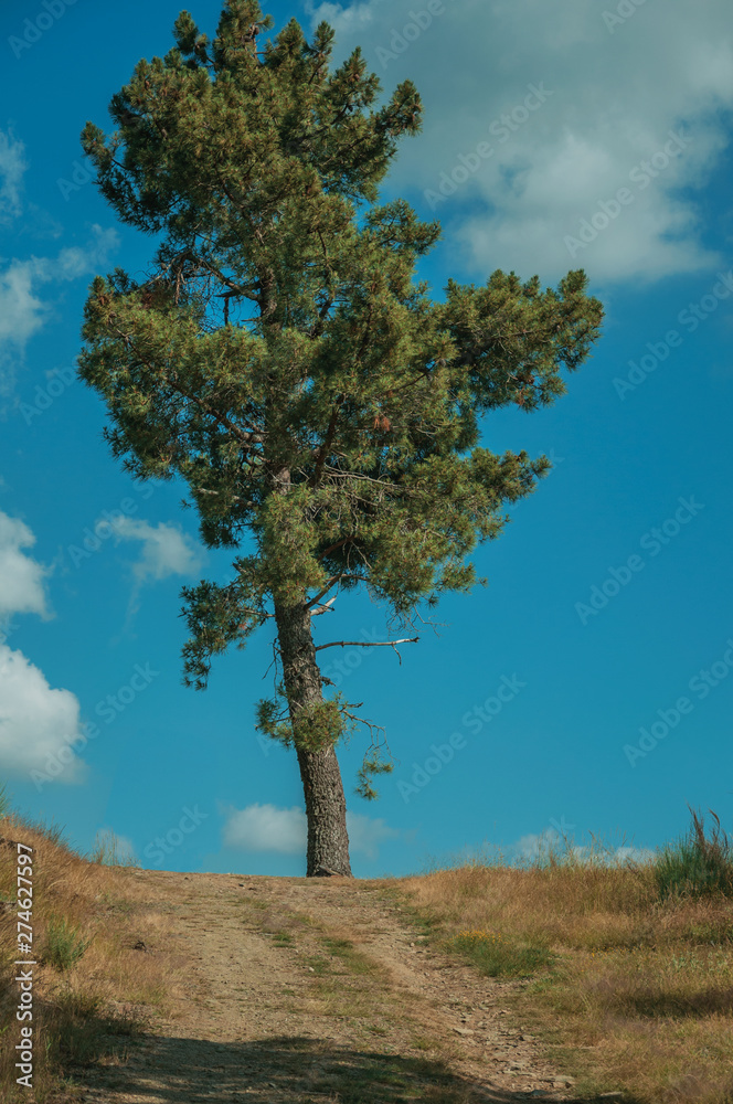 Obraz premium Big tree at the end of dirt road on hilly terrain