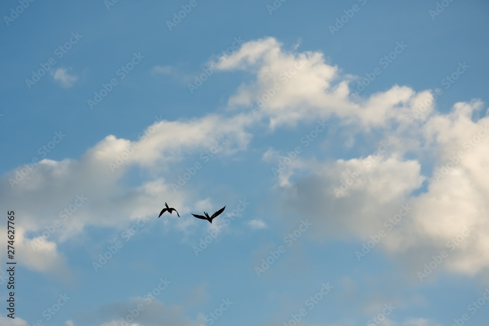 Marrecos selvagens desfrutam da natureza com liberdade