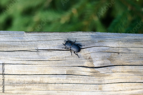 beetle creeps on a tree. wildlife, natural life. Insect