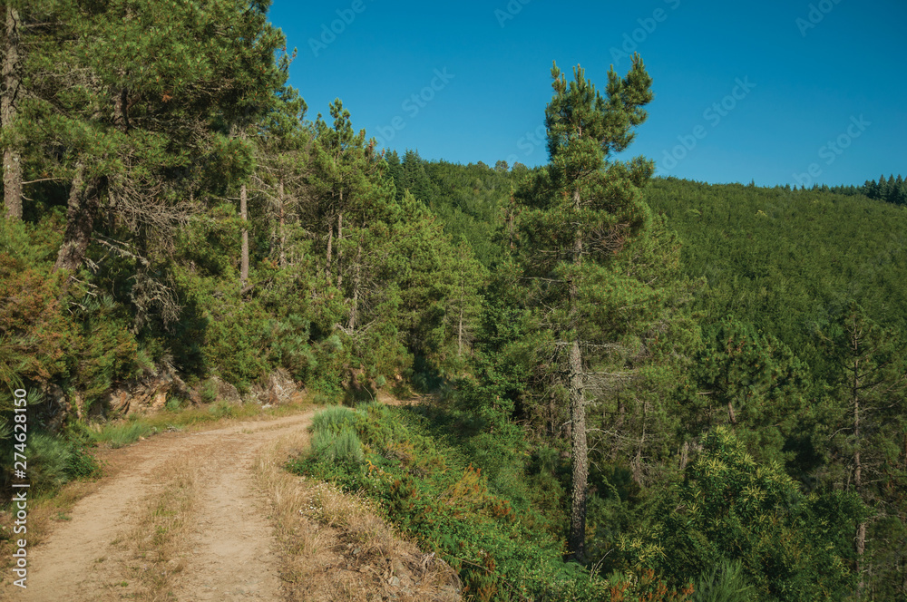 Fototapeta premium Dirt road on hilly terrain covered by bushes and trees