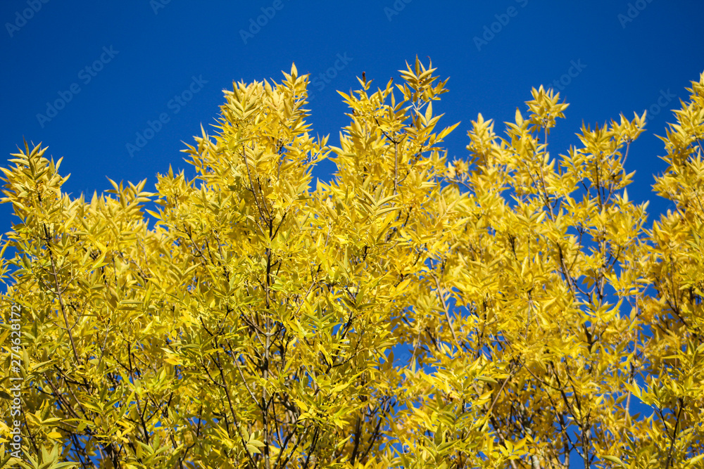 Autumn Tree and Sky Autumn Tree and Sky