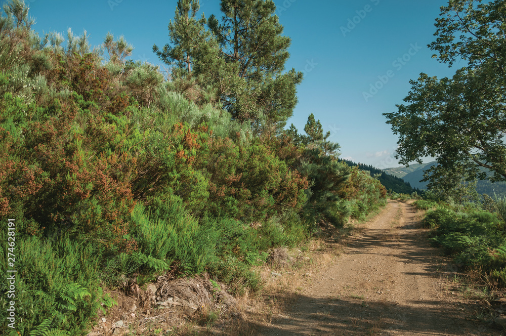 Dirt road on hilly terrain covered by bushes and trees Dirt road on hilly terrain covered by bushes and trees
