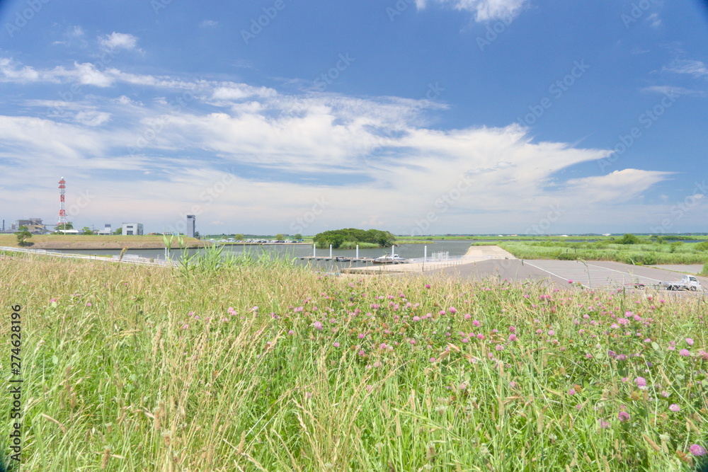 green wheat field and blue sky