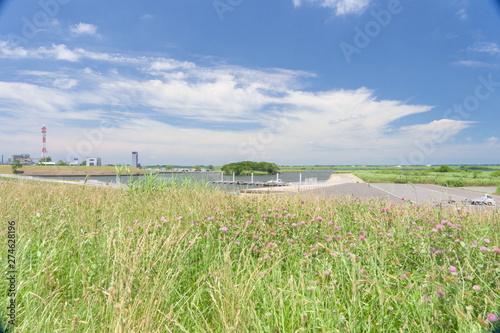 Obraz na płótnie green wheat field and blue sky w salonie