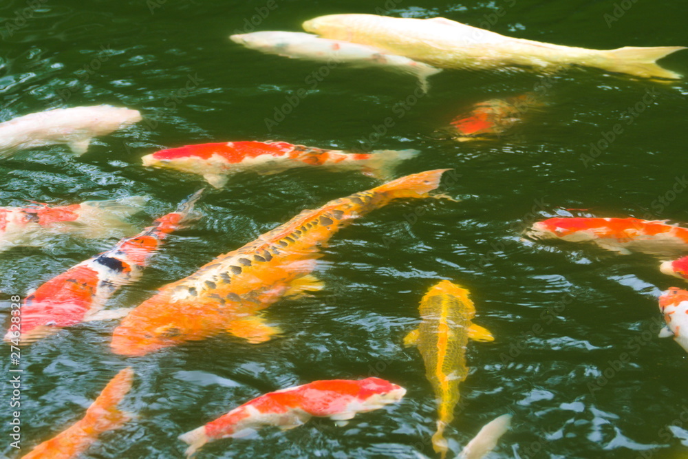 koi fish in pond