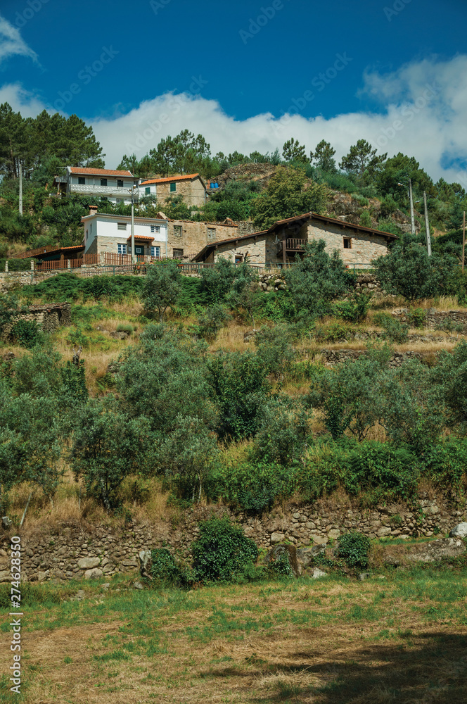 Rustic houses on hill with terraced olive trees