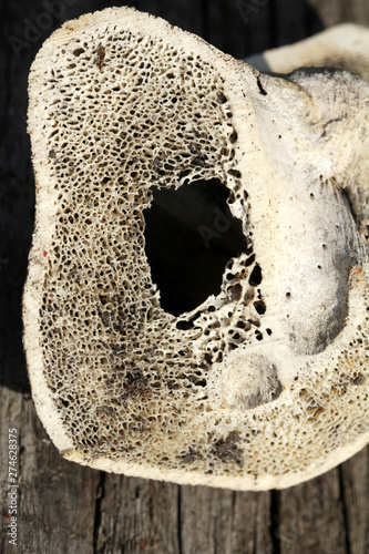 very old mark bones of bull in detail photo