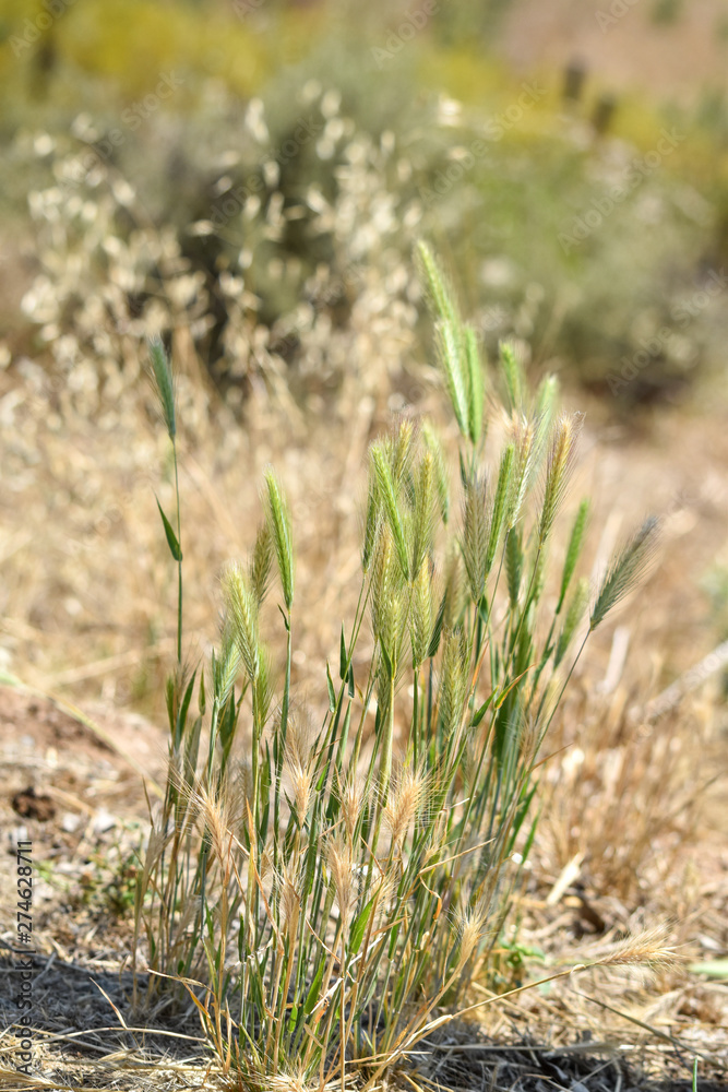 grass in the field grass in the field