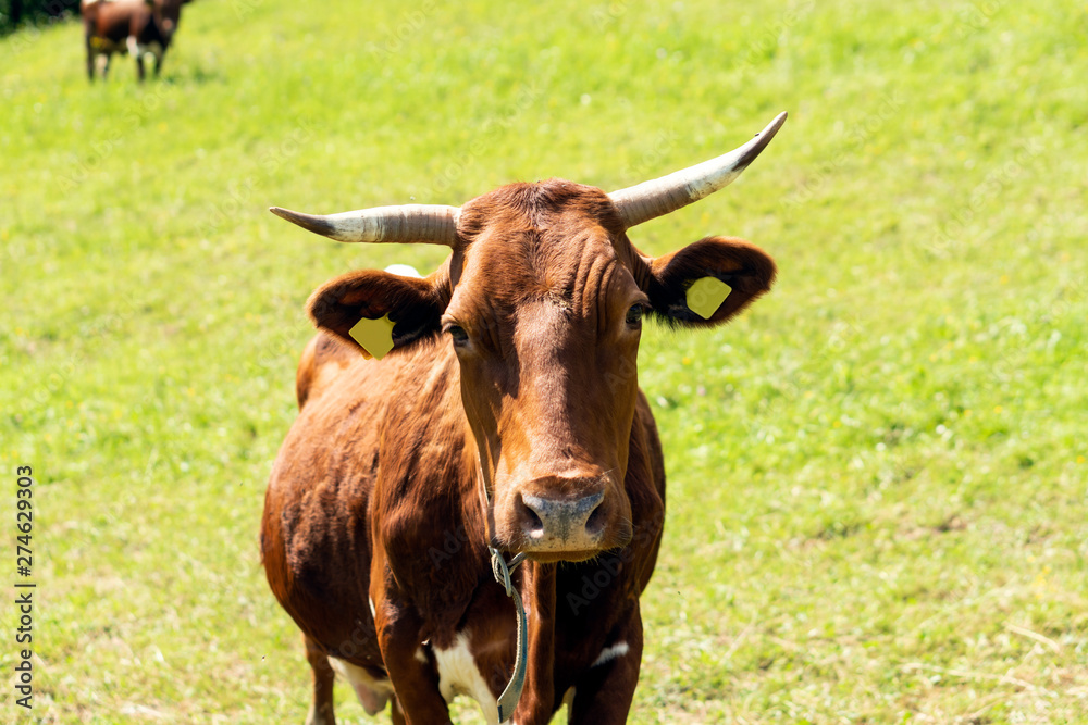 Closeup portrait of a red. brown cow looking at camera, at eco organic farm Closeup portrait of a red. brown cow looking at camera, at eco organic farm