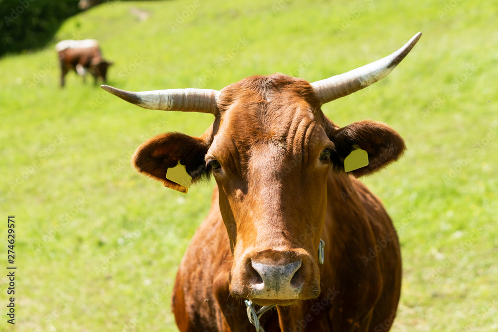 Closeup portrait of a red. brown cow looking at camera, at eco organic farm Closeup portrait of a red. brown cow looking at camera, at eco organic farm