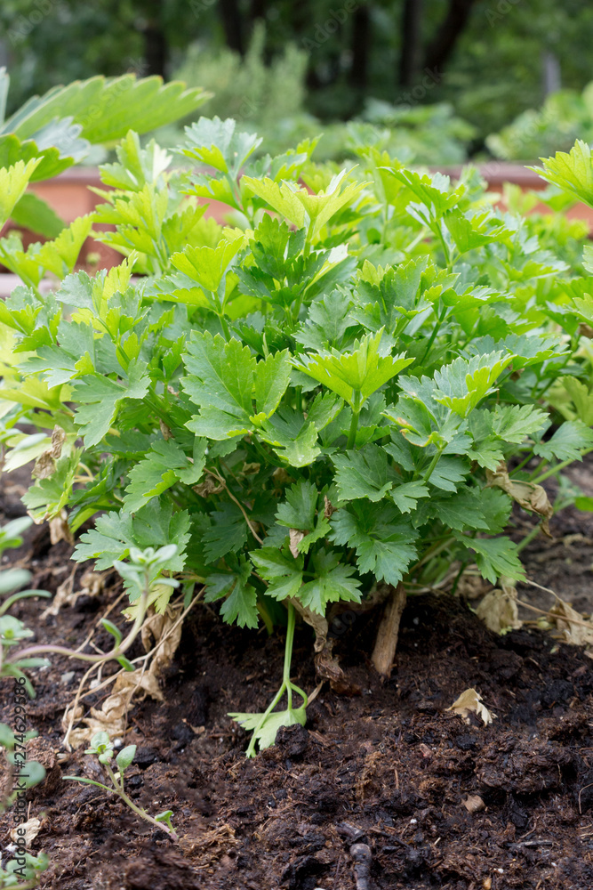 Parsley grows in the garden Parsley grows in the garden