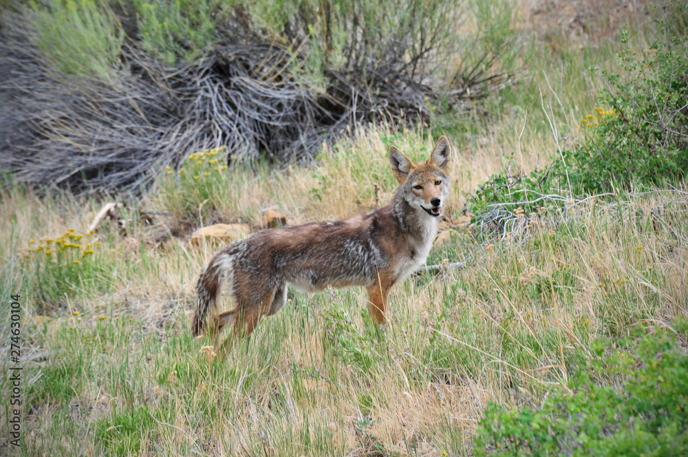 Coyote Coyote