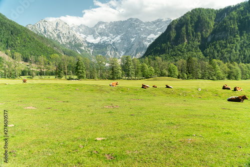 Small herd of cows eating fresh grass on an organic farm with beautiful mountain alps in the back