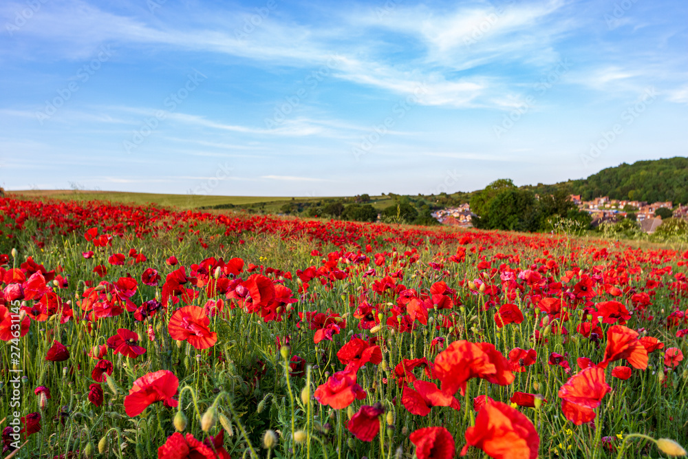 field of Poppies