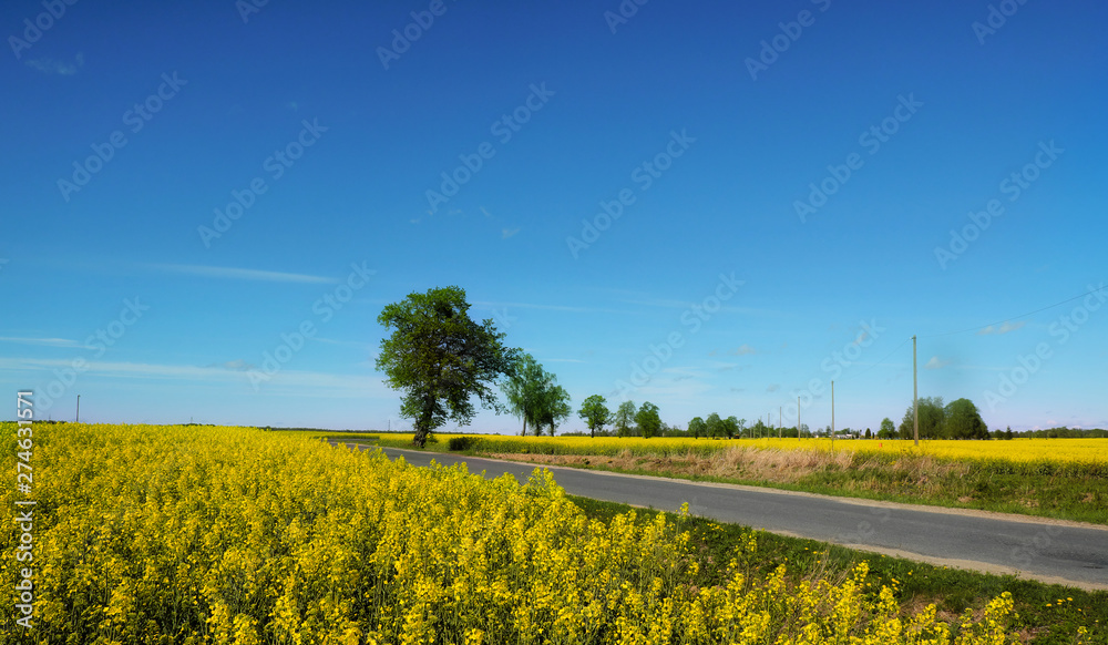 Obraz premium Country road