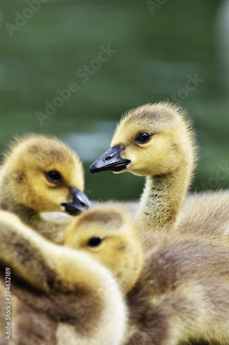 family of canada goose goslings © Mark
