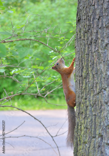 Squirrel in the natural environment. © konstan