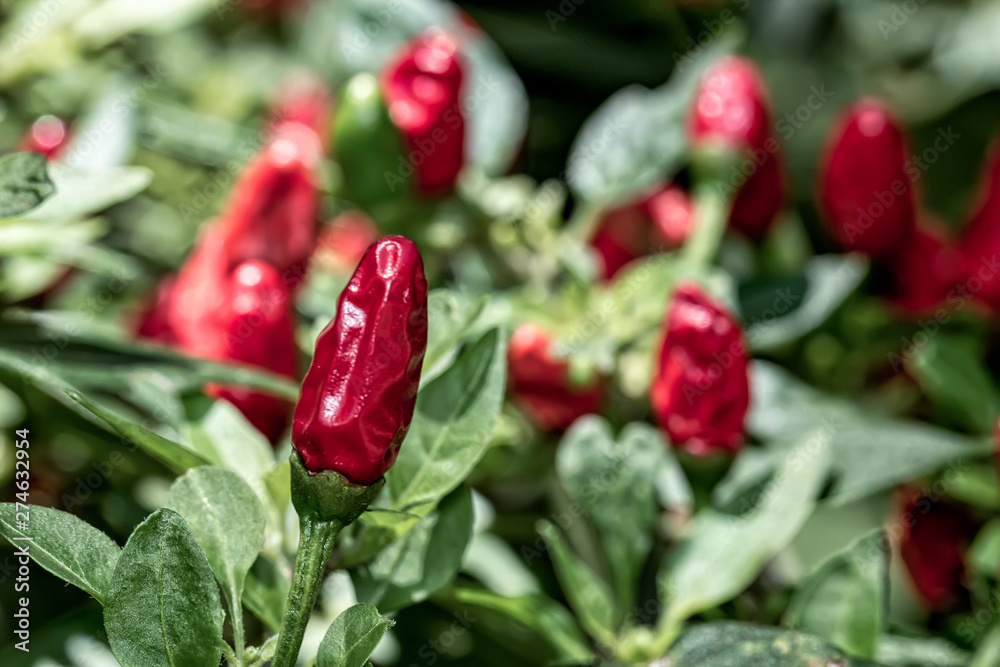 Chilli pepper, detail of chili pepper planted in pots