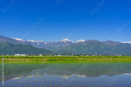 信州安曇野　田植え後の水田と北アルプス