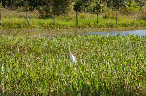 Garças aproveitam dia lindo em lago com peixes photo