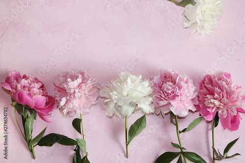 Peonies on a pink background, top view, selective focus.
