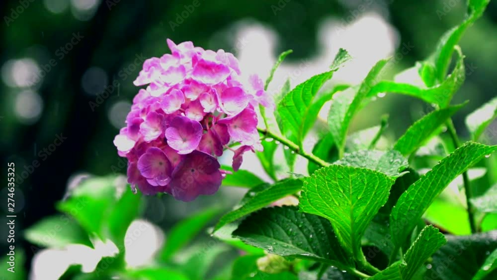 雨の日に咲く紫陽花 雨の日に咲く紫陽花