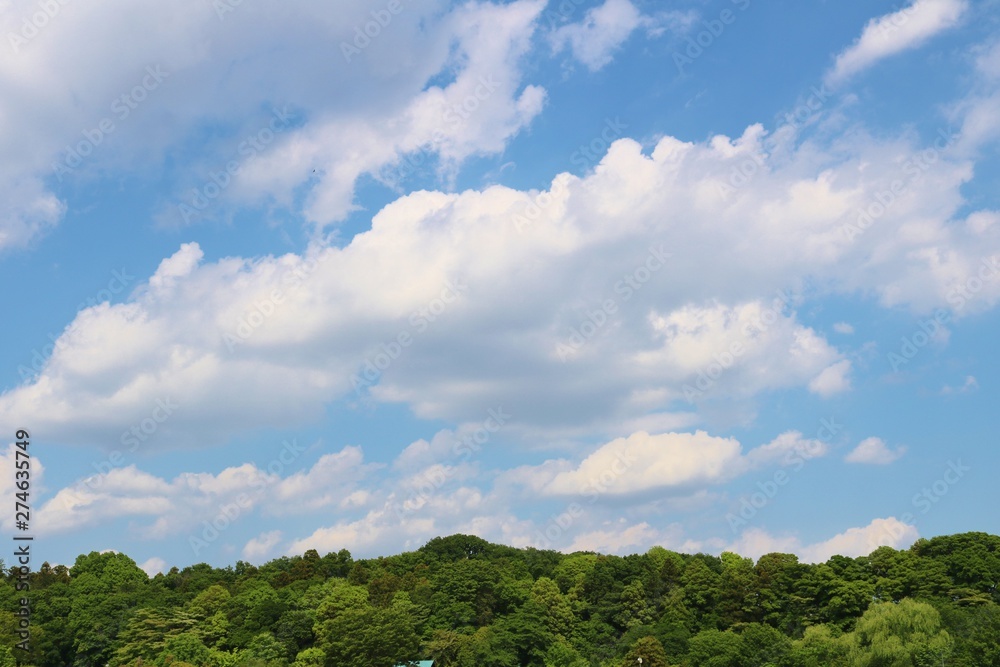 風景　春　空　雲　緑　晴れ　公園　杤木