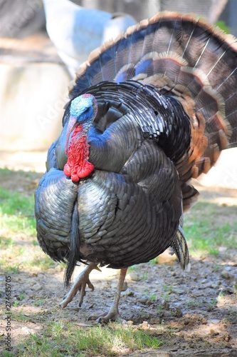 The Wild Turkey