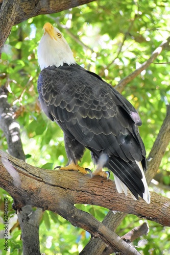 The Eagle 