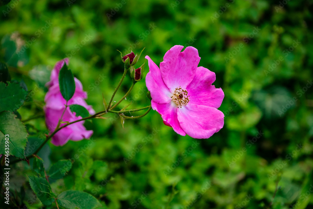 Bright pink flower of a shining rose, latin: rosa nitida Bright pink flower of a shining rose, latin: rosa nitida