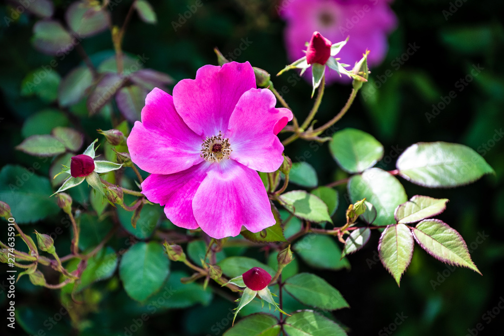 Obraz premium Bright pink flower of a shining rose, latin: rosa nitida
