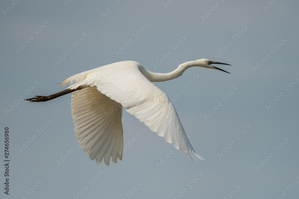 Great egret (Ardea alba). Isolated silhouette of a flying bird against the blue sky. Polesie. Ukraine Great egret (Ardea alba). Isolated silhouette of a flying bird against the blue sky. Polesie. Ukraine