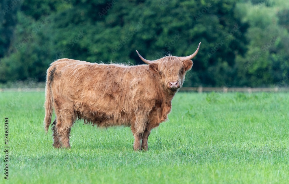 A close up photo of a Highland Cow A close up photo of a Highland Cow