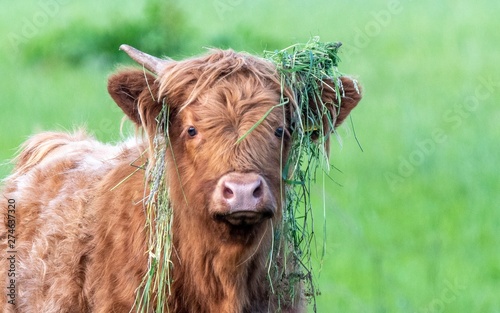 A close up photo of a Highland Cow