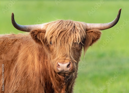 A close up photo of a Highland Cow