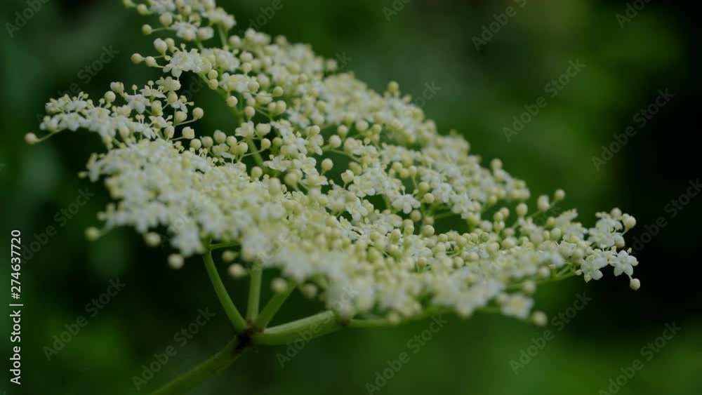 Elder Flower in the breeze (Sambucus nigra) - (4K) Elder Flower in the breeze (Sambucus nigra) - (4K)